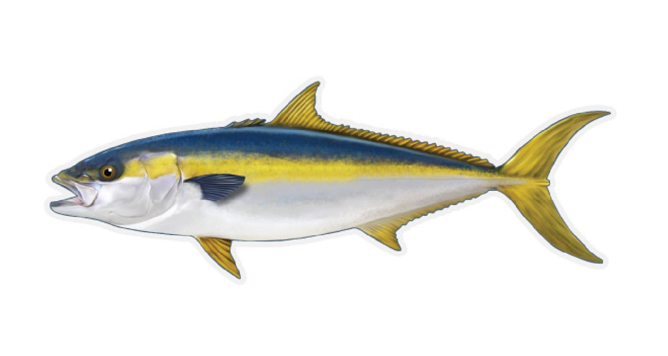 12 inch Fish Decal Stickers Wahoo, Mahi, White Seabass, Yellow Fin Tun ...