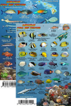 Franko's Laminated MINI Reef Creature Fish ID Cards