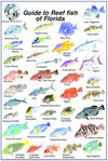 Trident 6x9 Fish ID Cards Natural World Press Waterproof