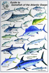 Trident 6x9 Fish ID Cards Natural World Press Waterproof