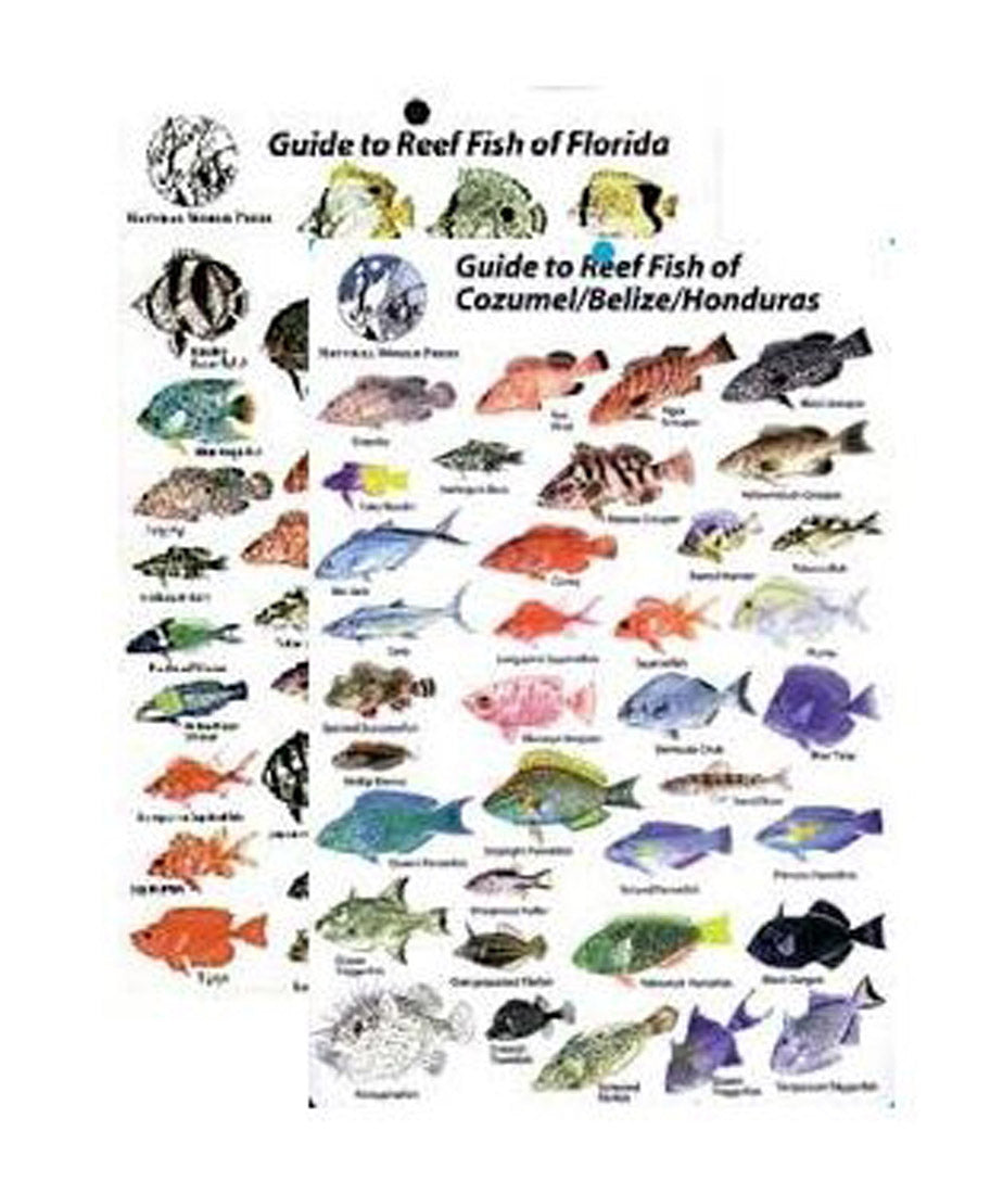 Trident Mini Fish ID Card Caribbean